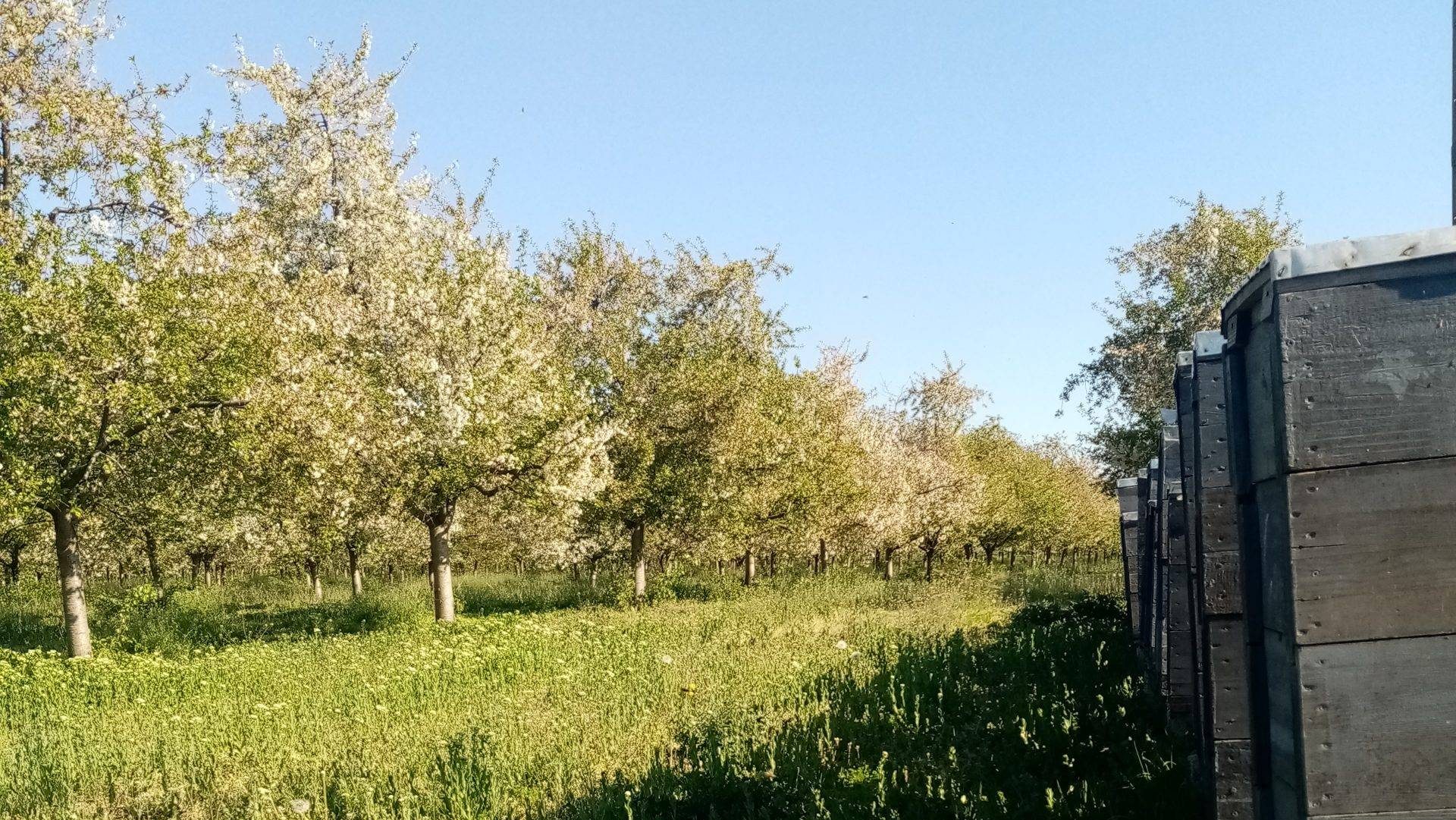 Bokor Méhészet